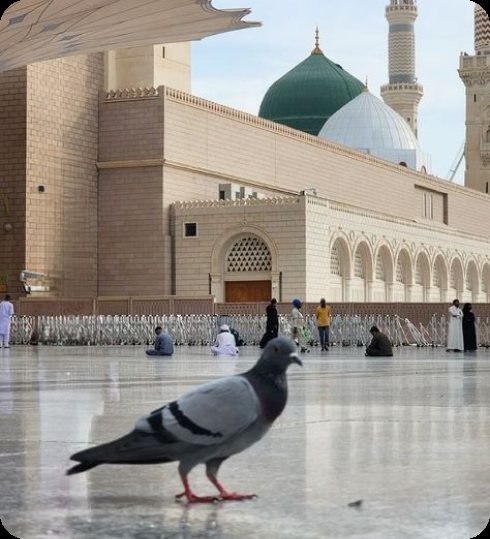 المدينة المنورة